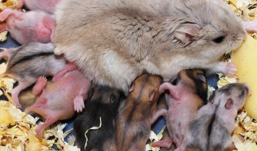 Уход за хомячатами