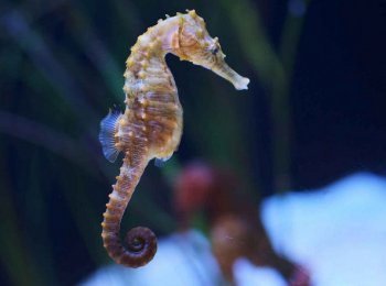 Морской конек: описание, содержание, чем питается, совместимость с соседями