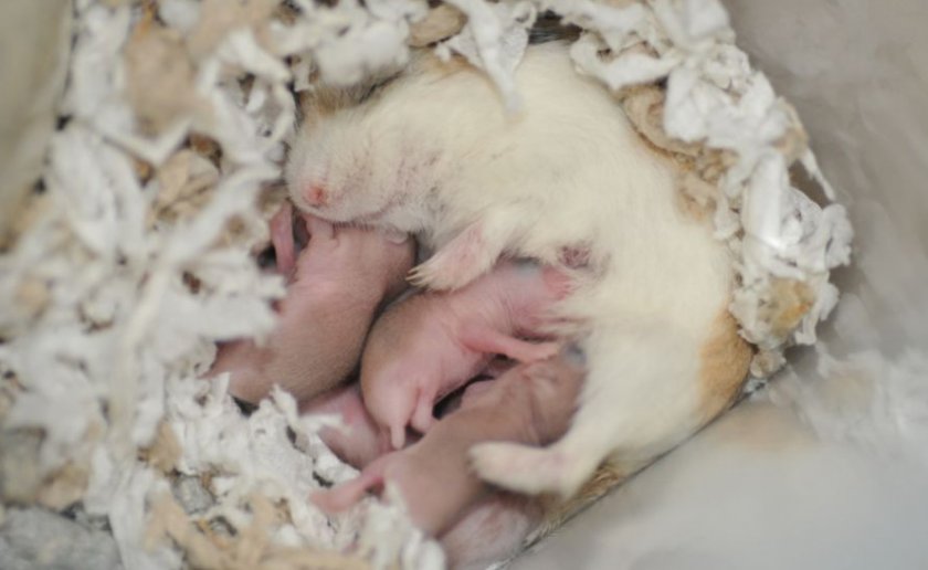 Хомячиха с малышами