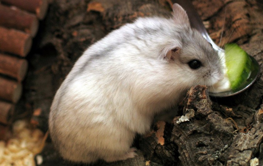 Беременная хомячиха