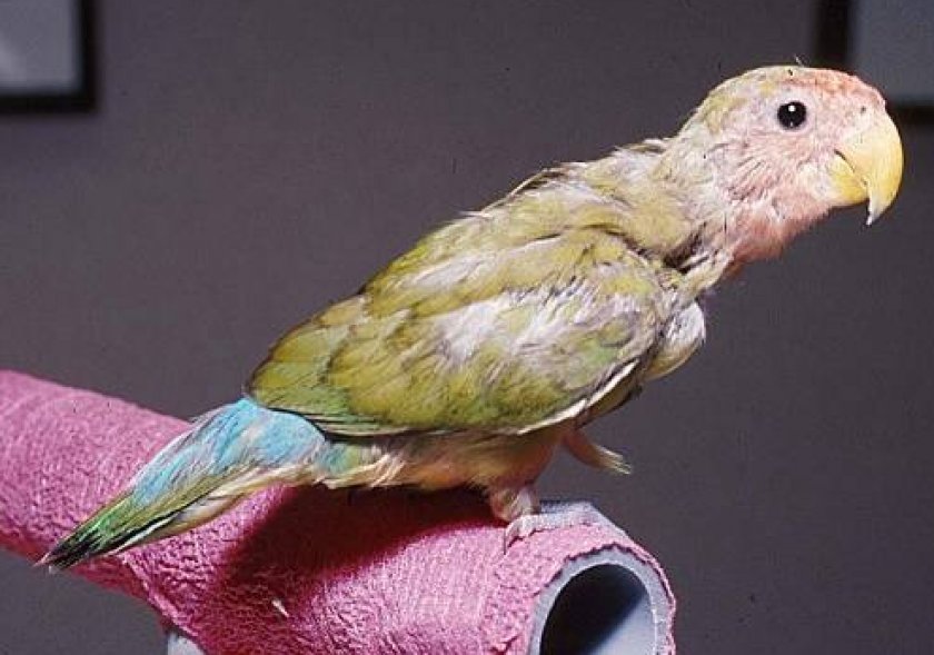 лечение попугая