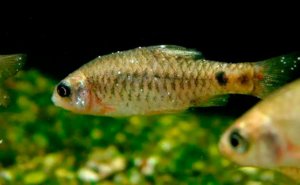 заболевания у гуппи