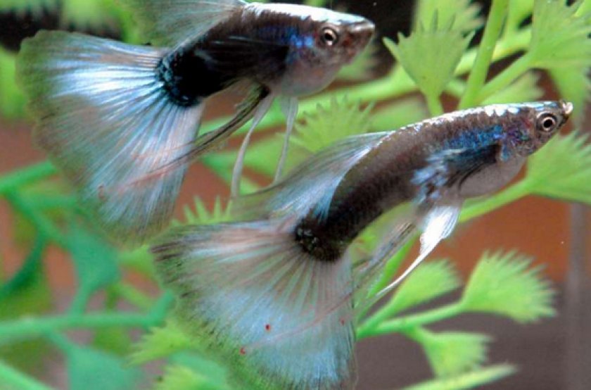 заболевания у гуппи