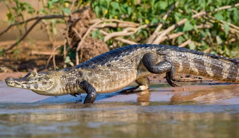 Крокодиловый кайман