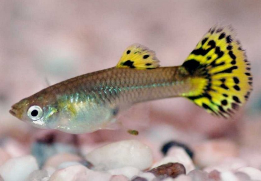 заболевания у гуппи