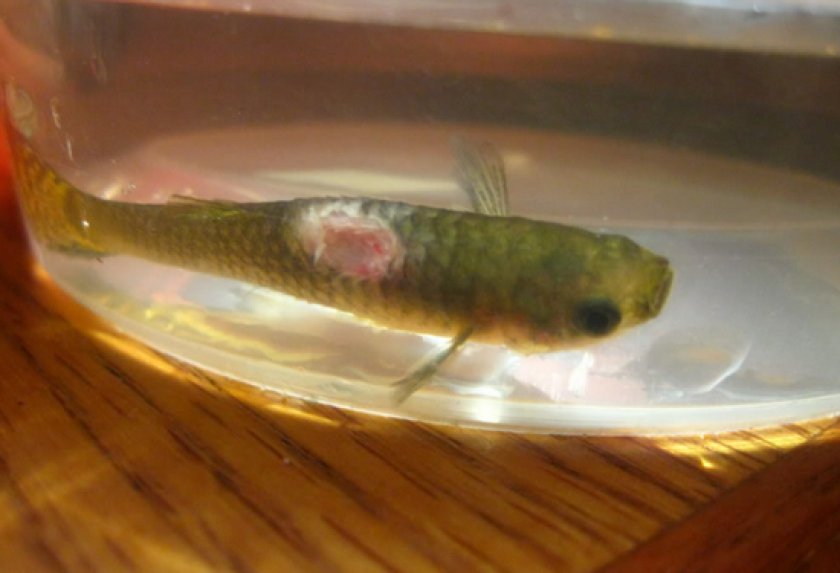 заболевания у гуппи