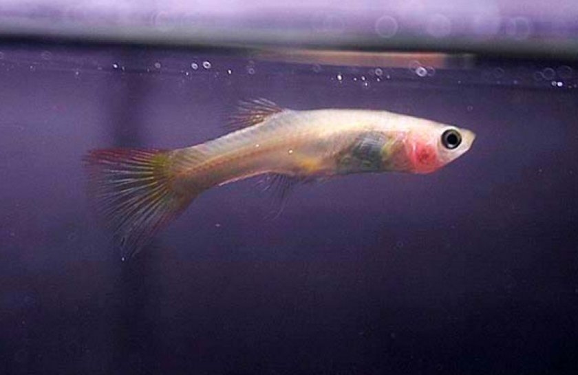 заболевания у гуппи