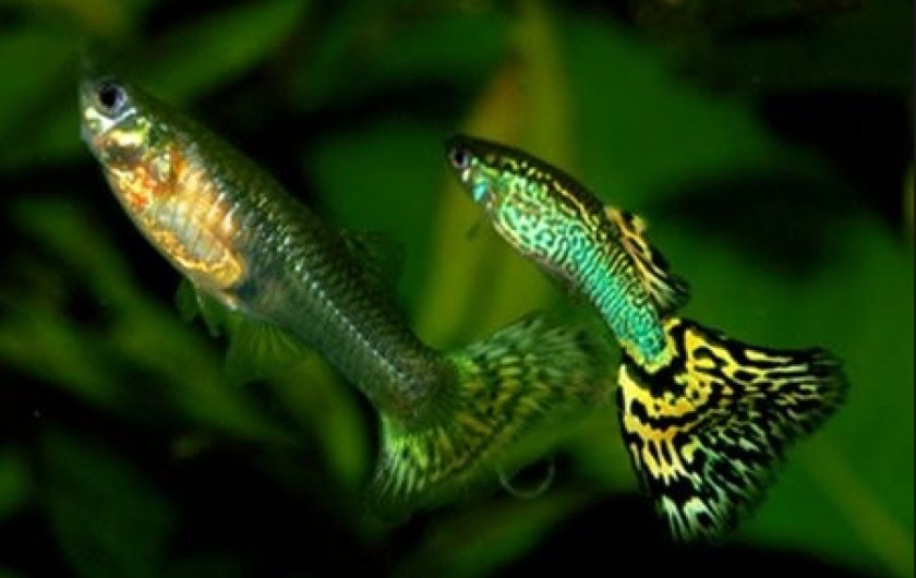 заболевания у гуппи