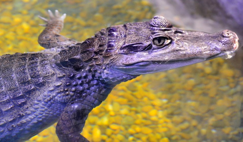 Крокодиловый кайман Крокодиловый кайман