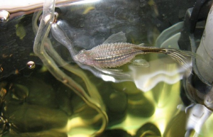 заболевания у гуппи