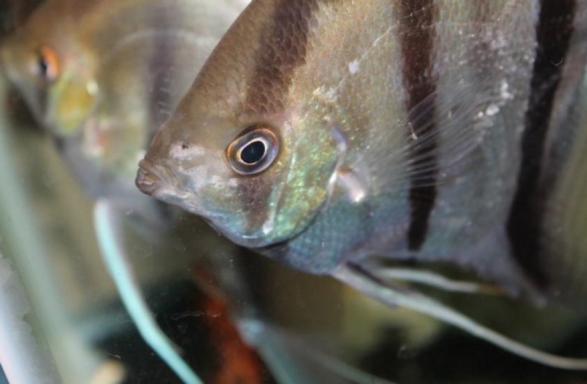 заболевания у гуппи