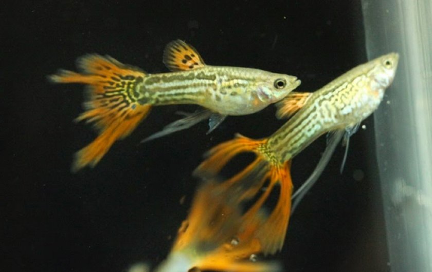 заболевания у гуппи
