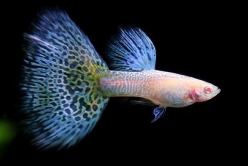 заболевания у гуппи