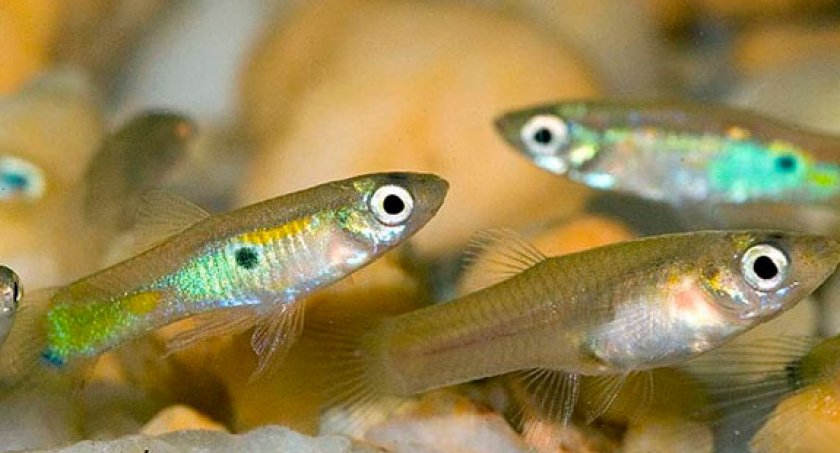 заболевания у гуппи