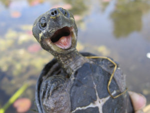 Мускусная черепаха