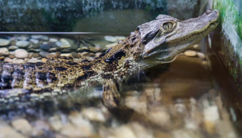 Крокодиловый кайман