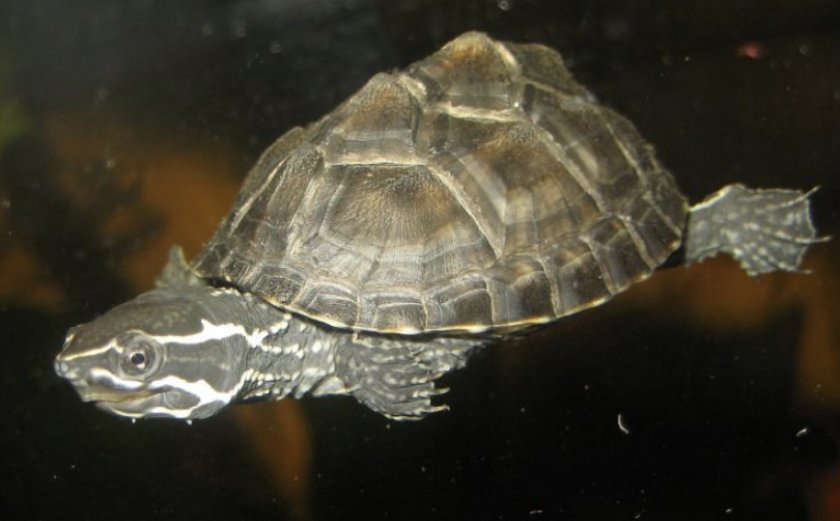 Мускусная черепаха