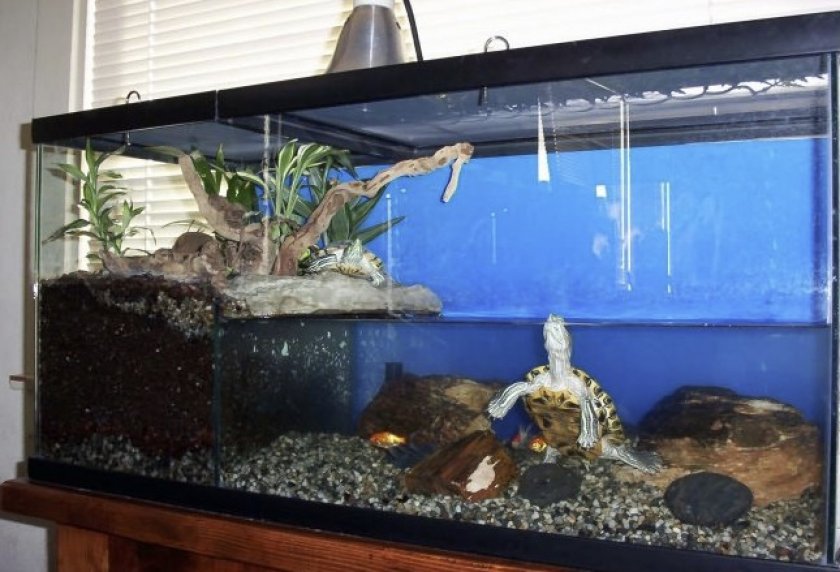 Аквариум для черепахи