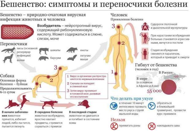 Бешенство Бешенство