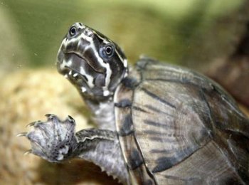 Мускусная черепаха, уход и содержание в аквариуме