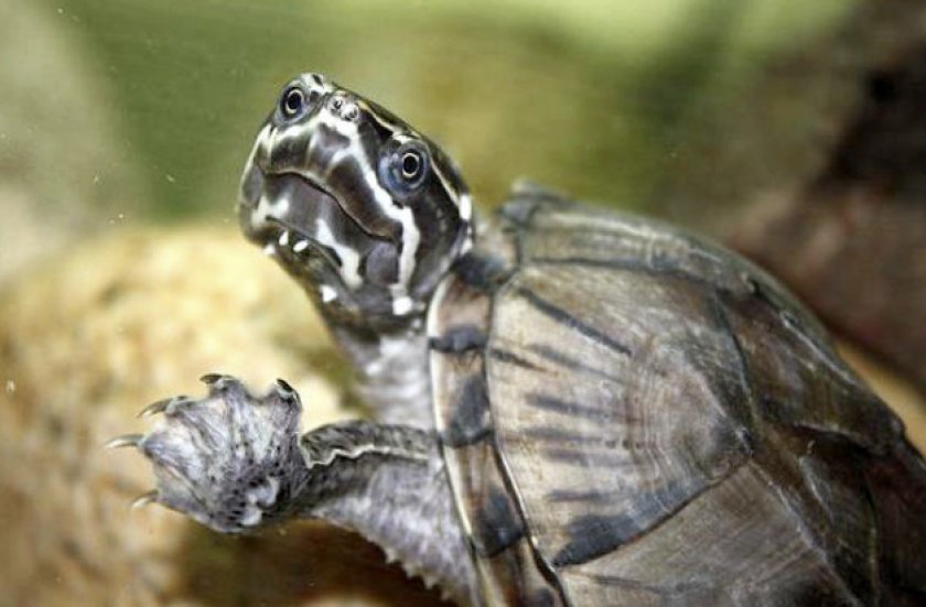 Мускусная черепаха