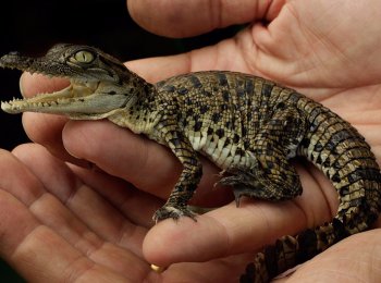 Выращивание крокодила в качестве домашнего животного