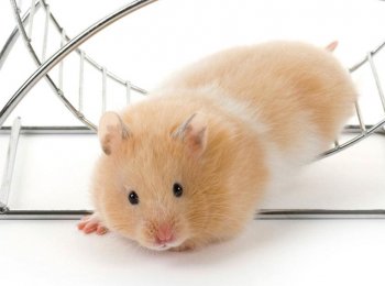 Все самое важное для успешного содержания хомяков в домашних условиях
