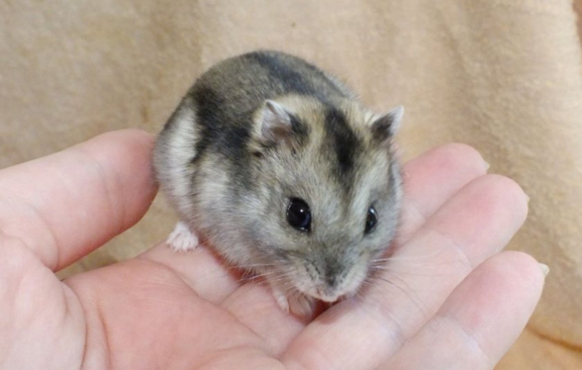 Джунгарский хомяк