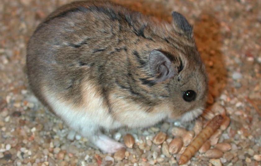 Хомяк Кэмпбелла