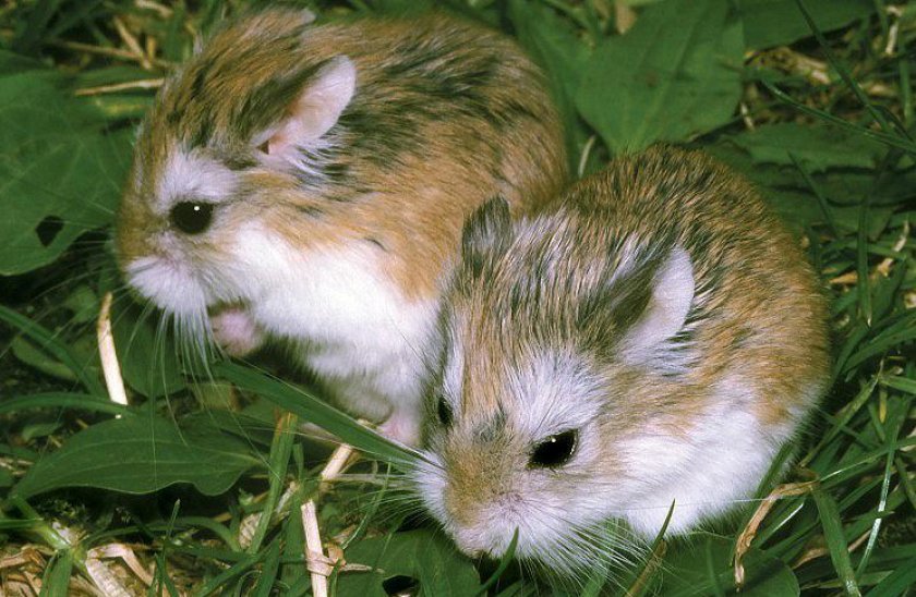 Хомяки Роборовского