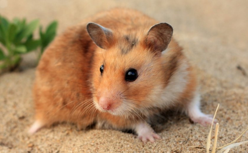 Сирийский хомяк