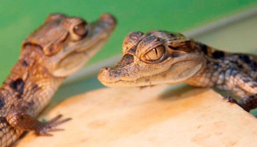 Кайманы Кайманы