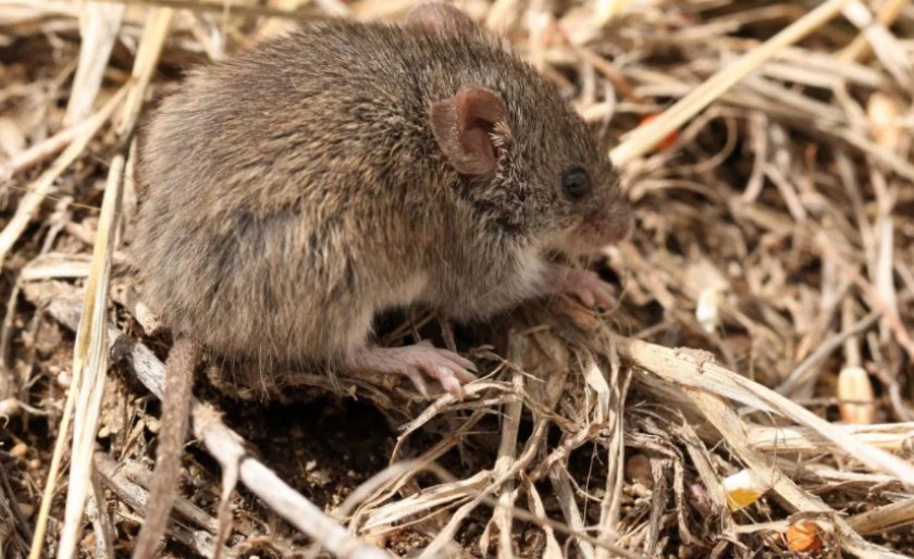 Хомяк Тейлора