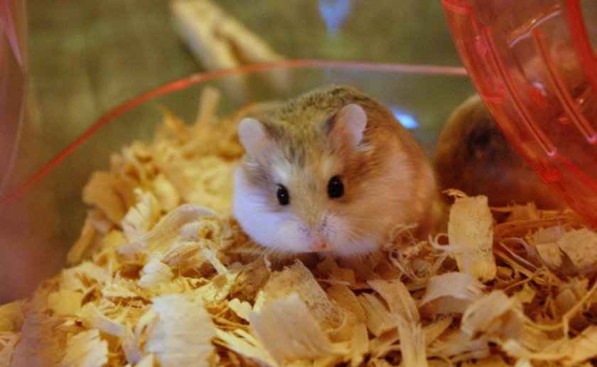 Подстилка для хомяка