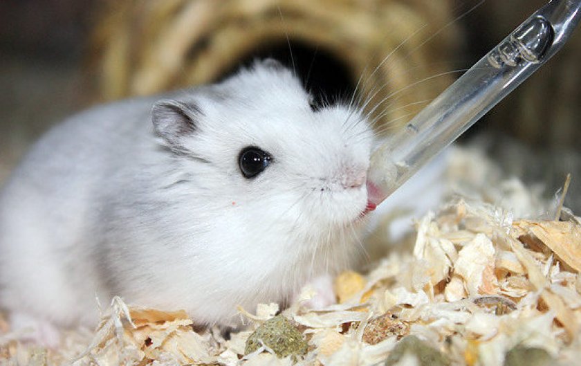 Поилка для хомяка