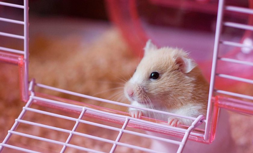 Клетка для хомяка