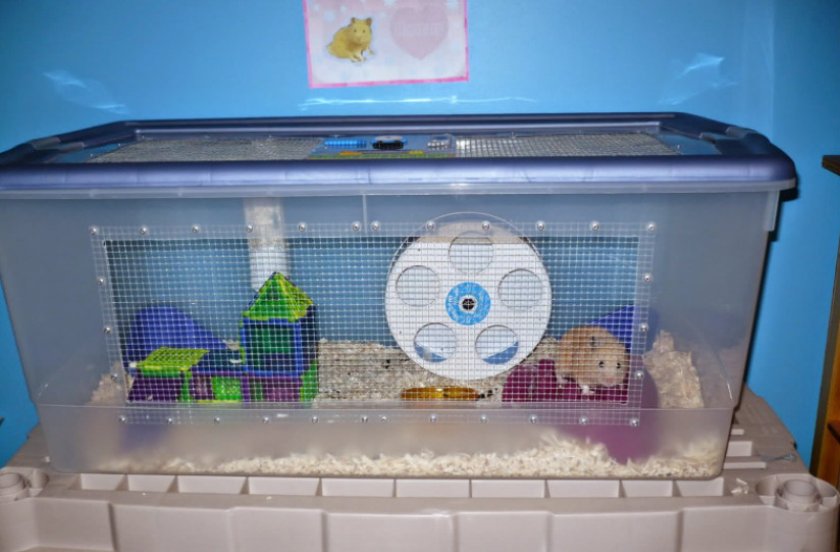 Клетка с хомяком