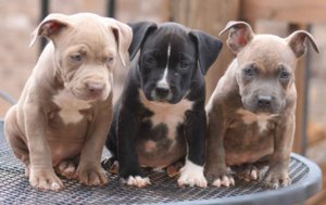 щенки питбуля