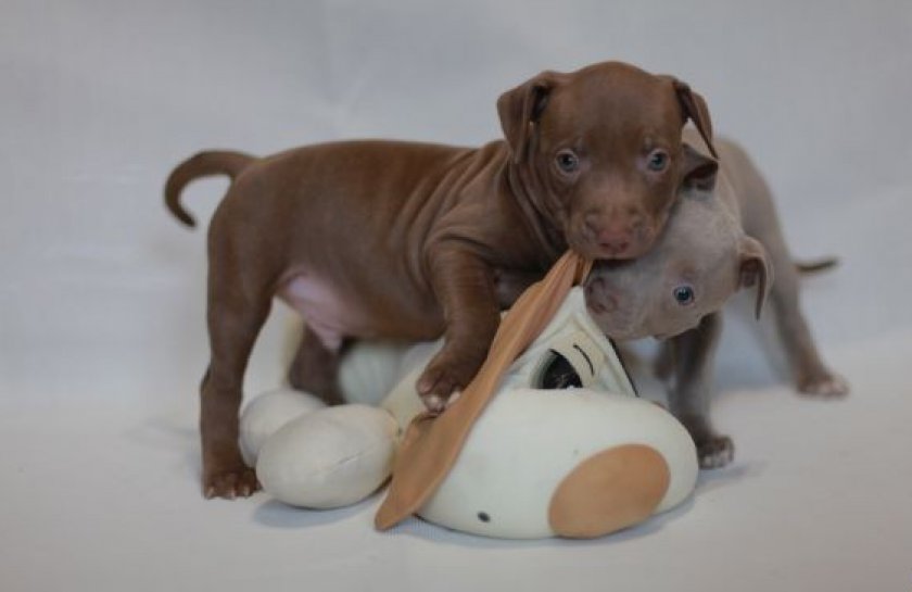 щенки питбуля