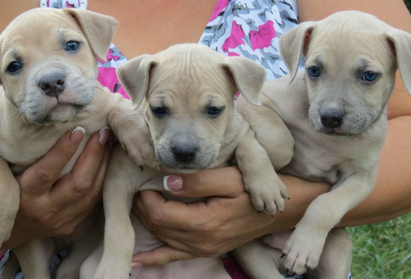 щенки питбуля