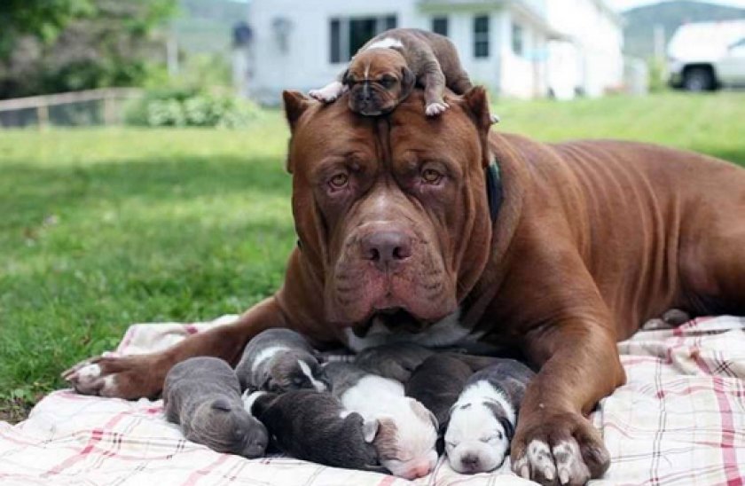 щенки питбуля