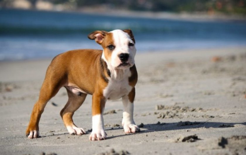 щенки питбуля