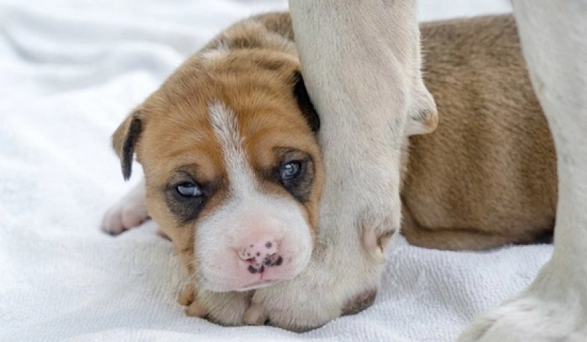 щенки питбуля