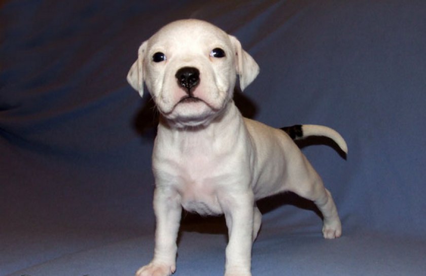 щенки питбуля