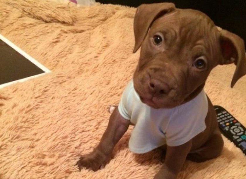 щенки питбуля