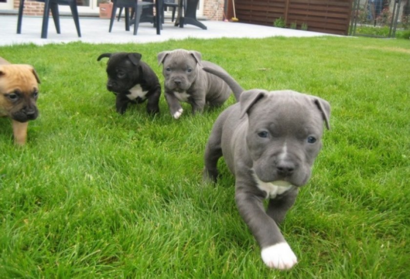 щенки питбуля