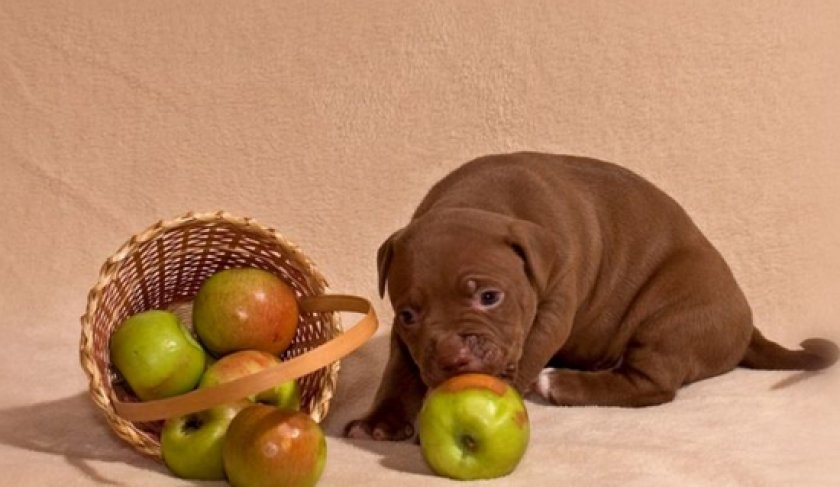 щенки питбуля