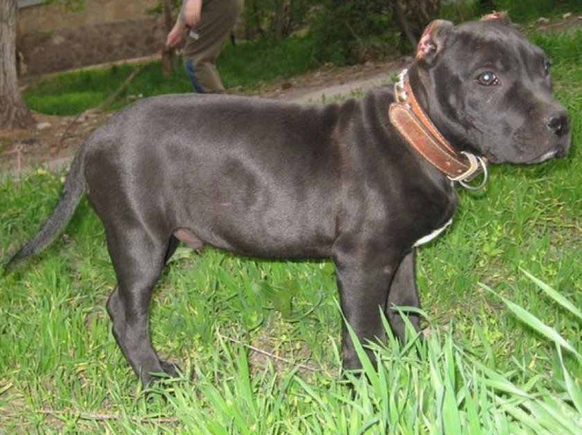 щенки питбуля