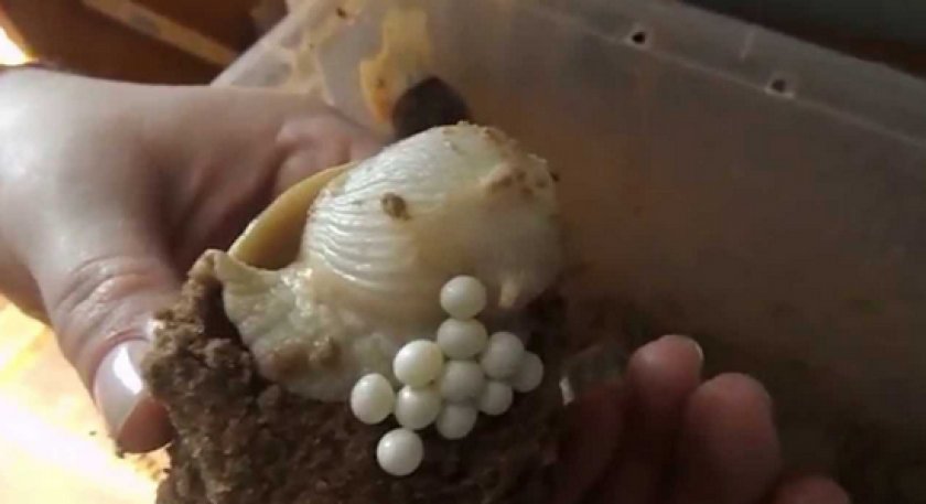 улитка ахатин