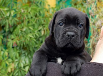 Щенки кане-корсо: как правильно выбрать и ухаживать за малышами